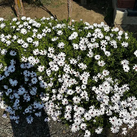 Sofros To Apomero Holiday home *